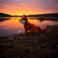 Bukowski Sweet Clever Fox