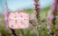 Herschel Pop Quiz Lunchboxes