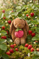 Jamie Kay Snuggle Bunnies - Penelope the Bunny with Strawberries